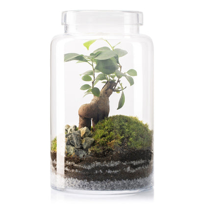 Terrario Irati Ficus Retusa Ø18 x 31 cm