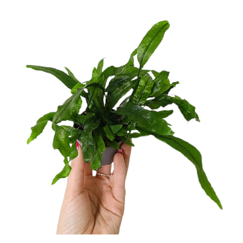 Microsorum Pteropus M6_0