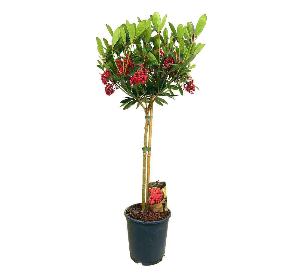Skimmia Japónica Veitchii Copa M24_0