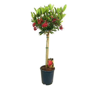 Skimmia Japónica Veitchii Copa M24_0