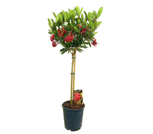 Skimmia Japónica Veitchii Copa M24_0