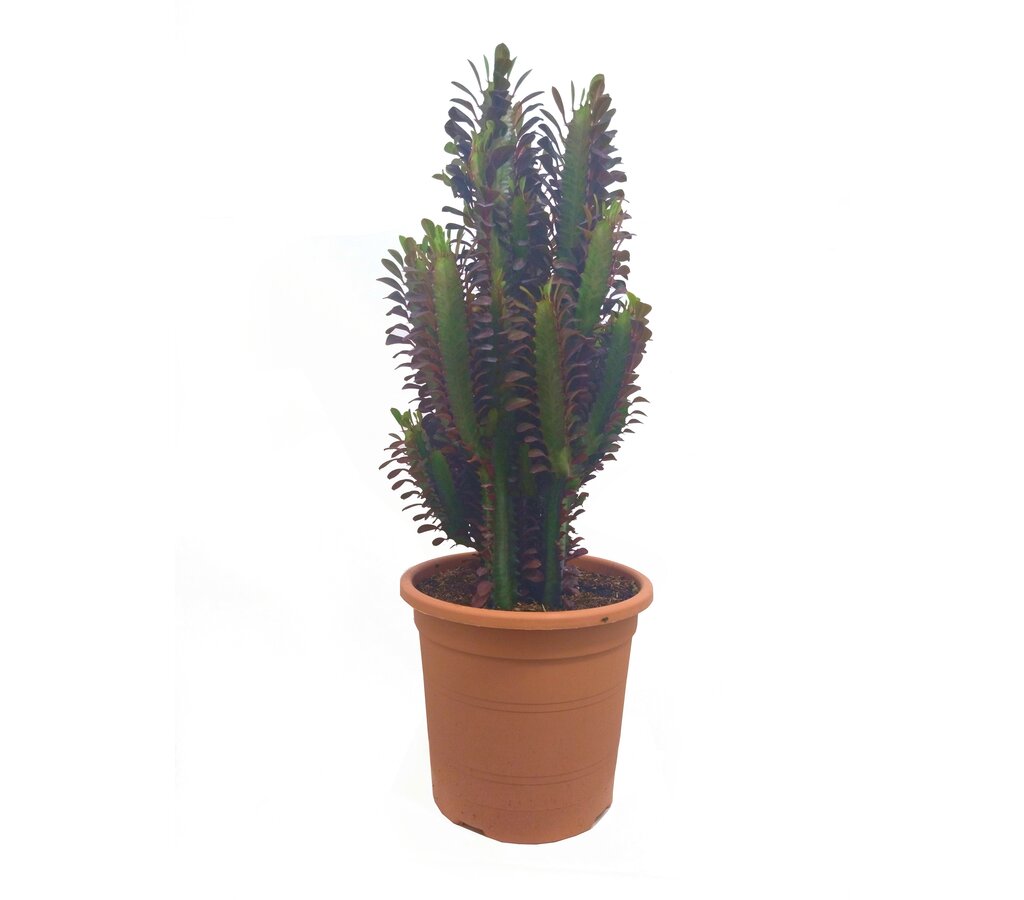 Euphorbia Trigona Rubra M25 60cm_0