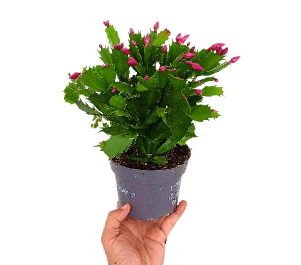 Schlumbergia M13 25cm (cactus De Navidad)_0