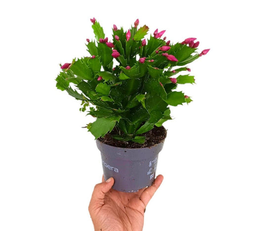 Schlumbergia M13 25cm (cactus De Navidad)_0