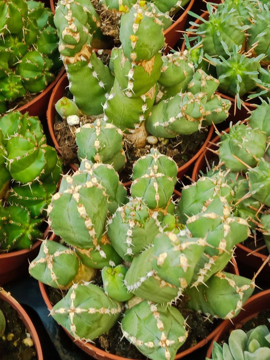Euphorbia Resinifera Planta Suculenta Ø8 Cms