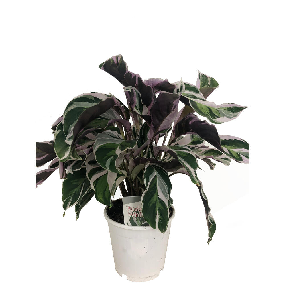 Calathea White Fusion M14 40cm_3