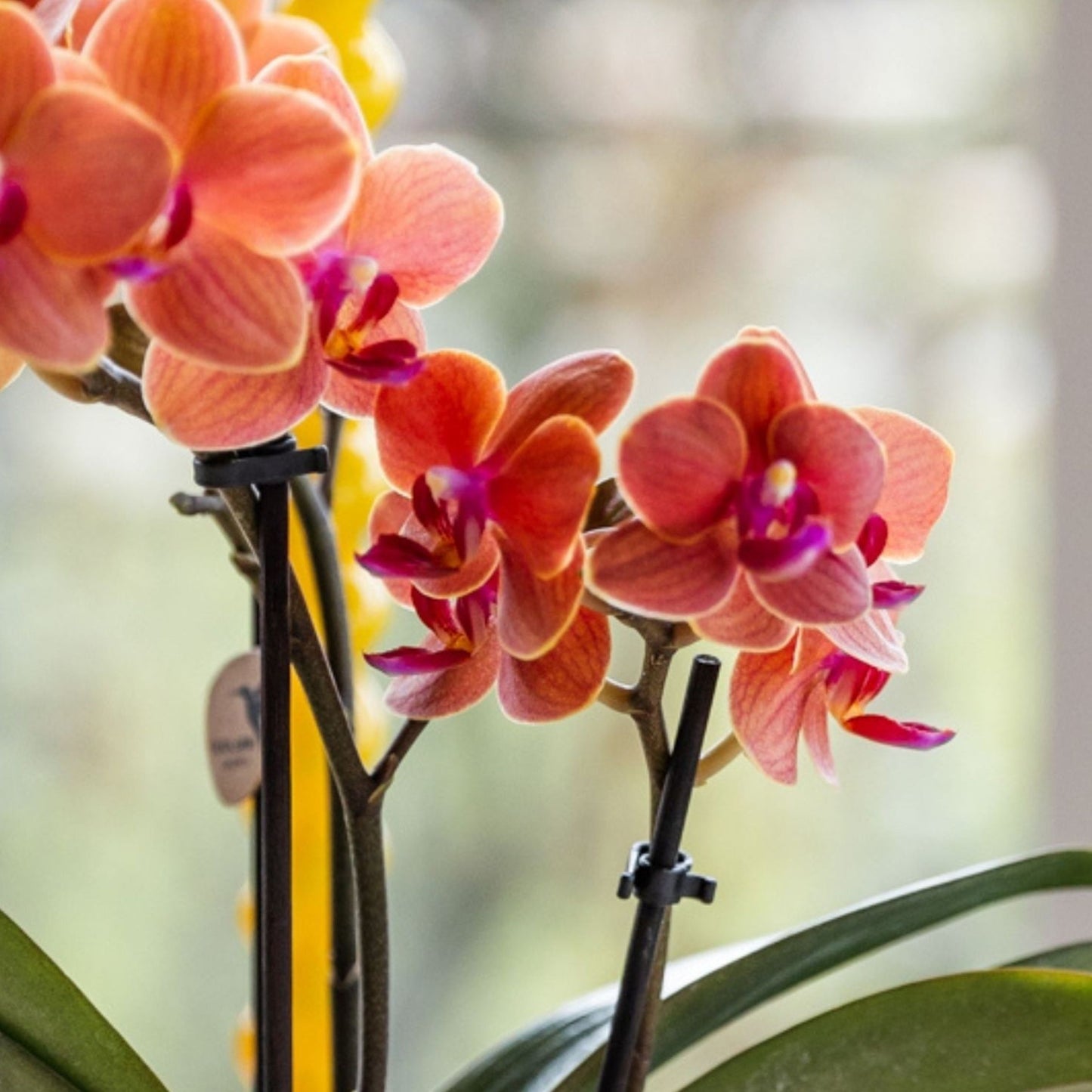 Set De Regalo Orquídea 'orange S' - Phalaenopsis - Altura 30cm