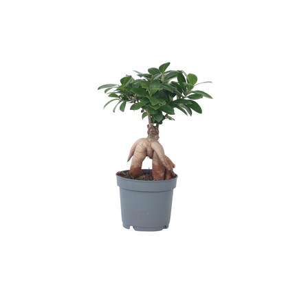 Laurel De Indias - Ficus Microcarpa - Altura 30-40cm - ⌀12cm_0