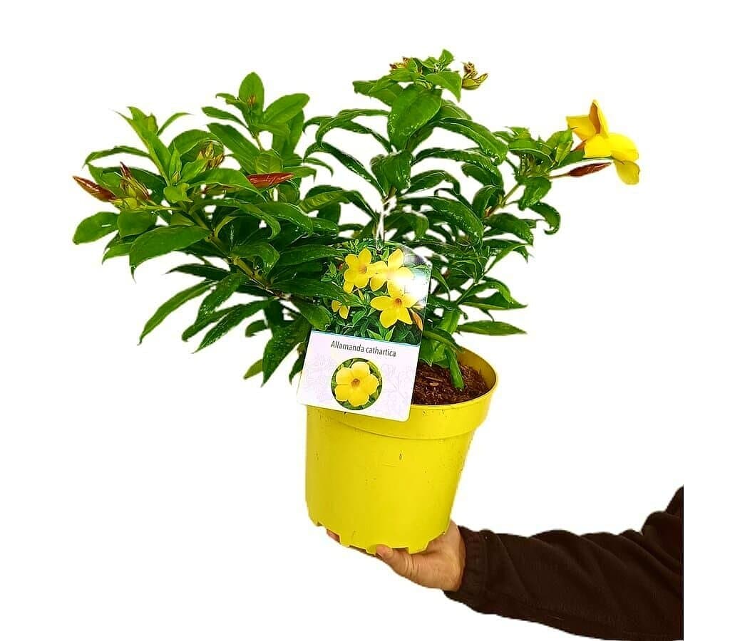 Allamanda Cathartica M22_0