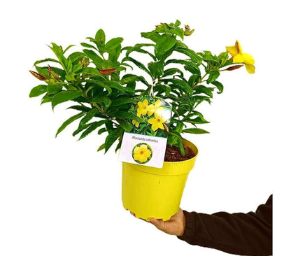Allamanda Cathartica M22_0