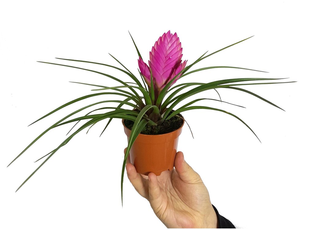 Tillandsia Josee M9_0