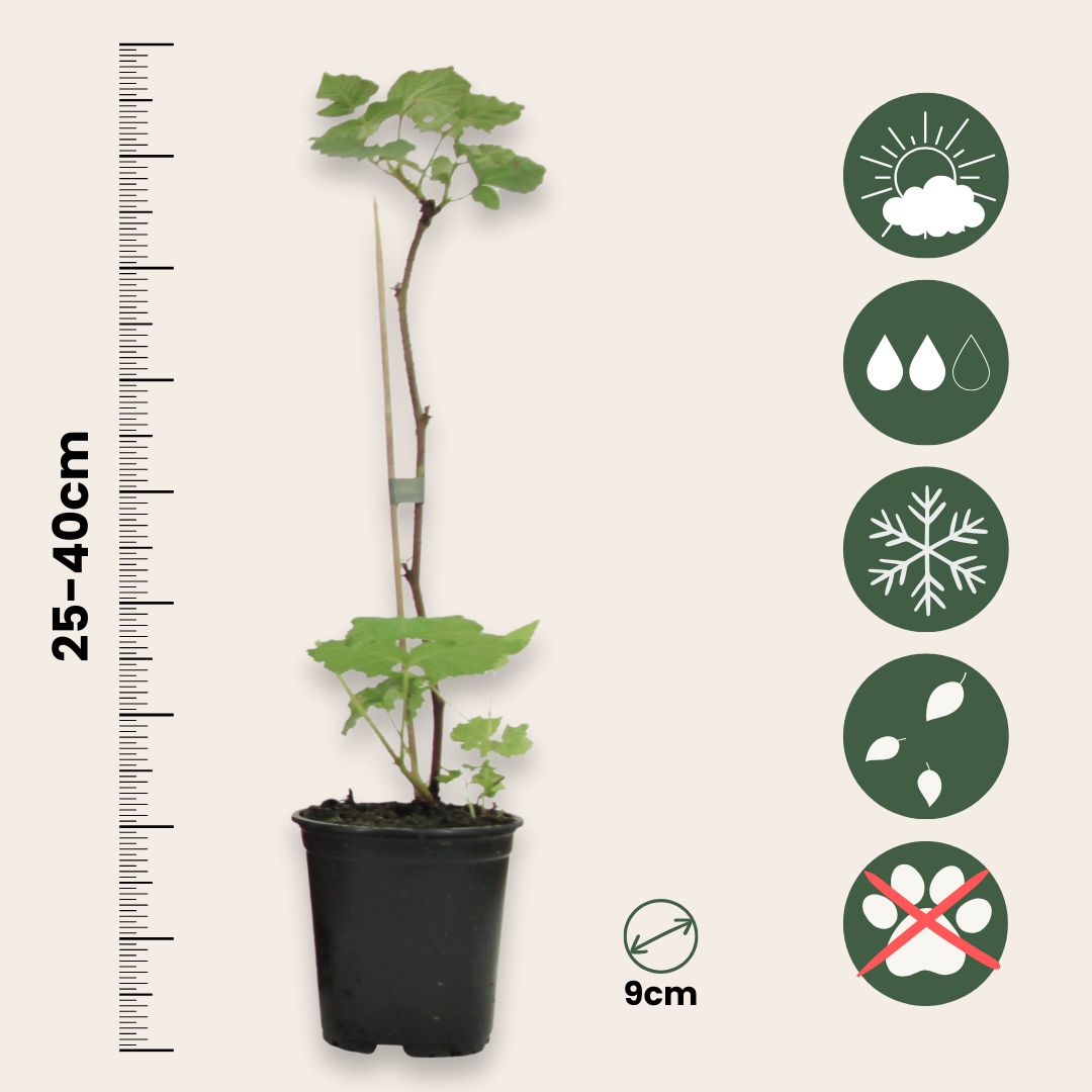Planta De Frambuesa - 6 Pzs - Rubus Ideaus 'autumn Bliss' - A25-40cm - ⌀9cm