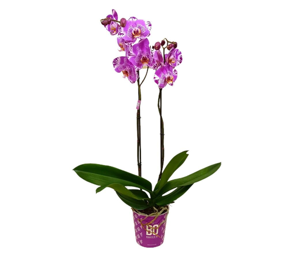 Orquídea Phalaenopsis Bo Harlequin M15 70cm_2