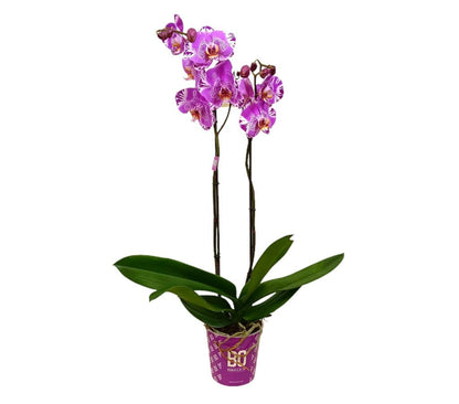 Orquídea Phalaenopsis Bo Harlequin M15 70cm_2