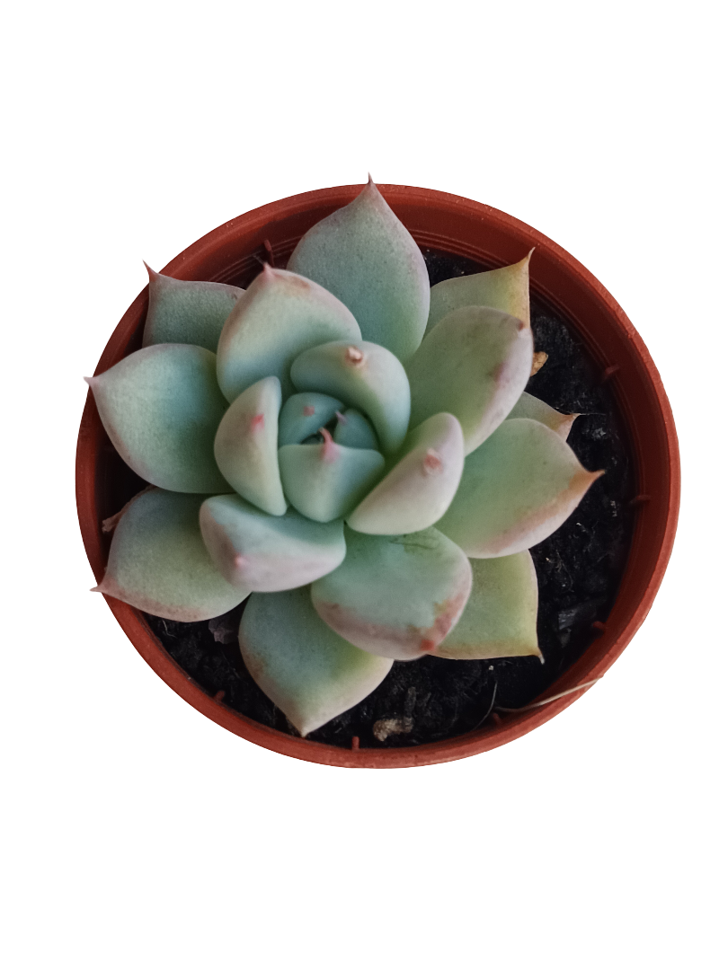 Echeveria Beatrice Planta Suculenta De Sol Ø5 Cm_0