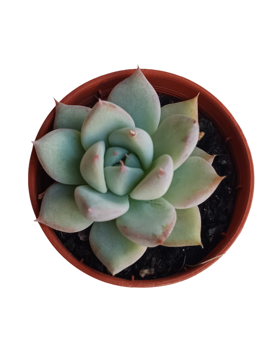 Echeveria Beatrice Planta Suculenta De Sol Ø5 Cm_0