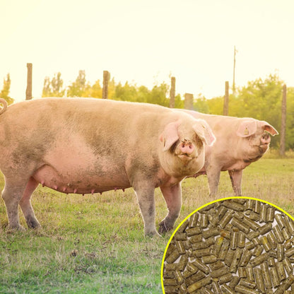 Pienso ECOLÓGICO para Cerdas Gestantes 20kg – Alimentación Natural y Equilibrada. Nutrición Óptima para la Gestación_2