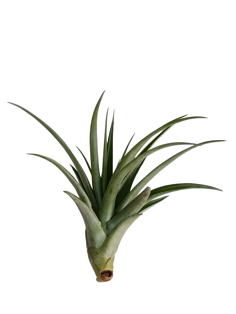 Tillandsia Flabellata Var Rubra Planta Natural Clavel Del Aire 5-7 Cms_0