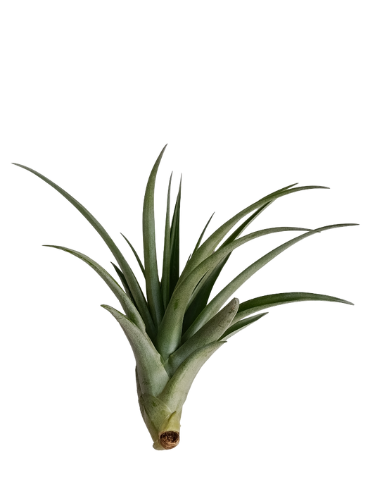 Tillandsia Flabellata Var Rubra Planta Natural Clavel Del Aire 5-7 Cms_0