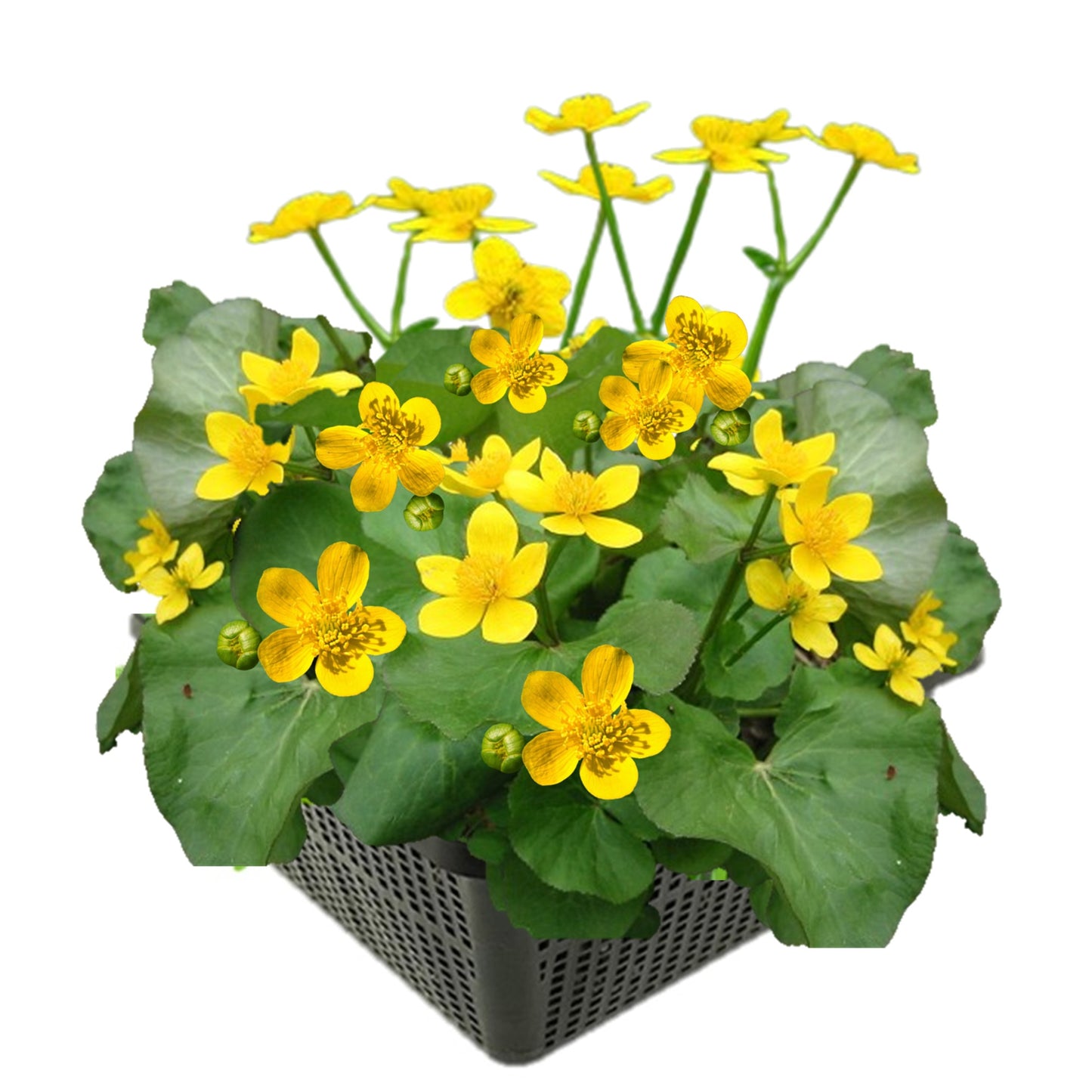 Calta Palustre Caltha Palustris Estanque - Set 4 Plantas Con Cesta Y Sustrato_0