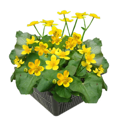 Calta Palustre Caltha Palustris Estanque - Set 4 Plantas Con Cesta Y Sustrato_0