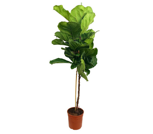 Ficus Lyrata M21 110cm_0