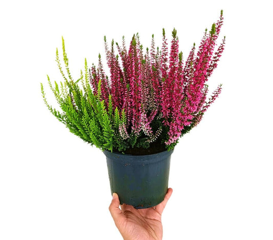 Calluna Vulgaris Tricolor M17 (brezo)_0