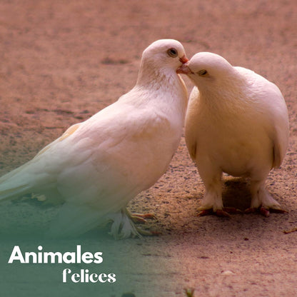 Voladero Para Palomas Bizet_4