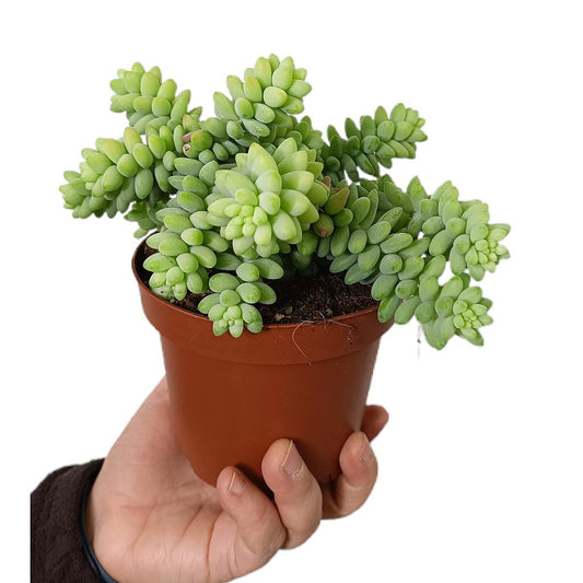 Sedum Burrito_0