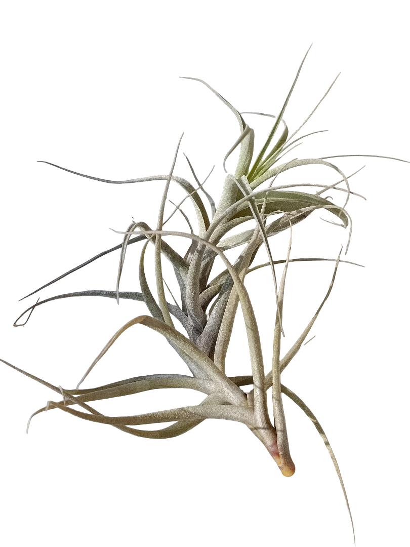 Tillandsia Incarnata Clavel Del Aire Epifito Planta Natural_0