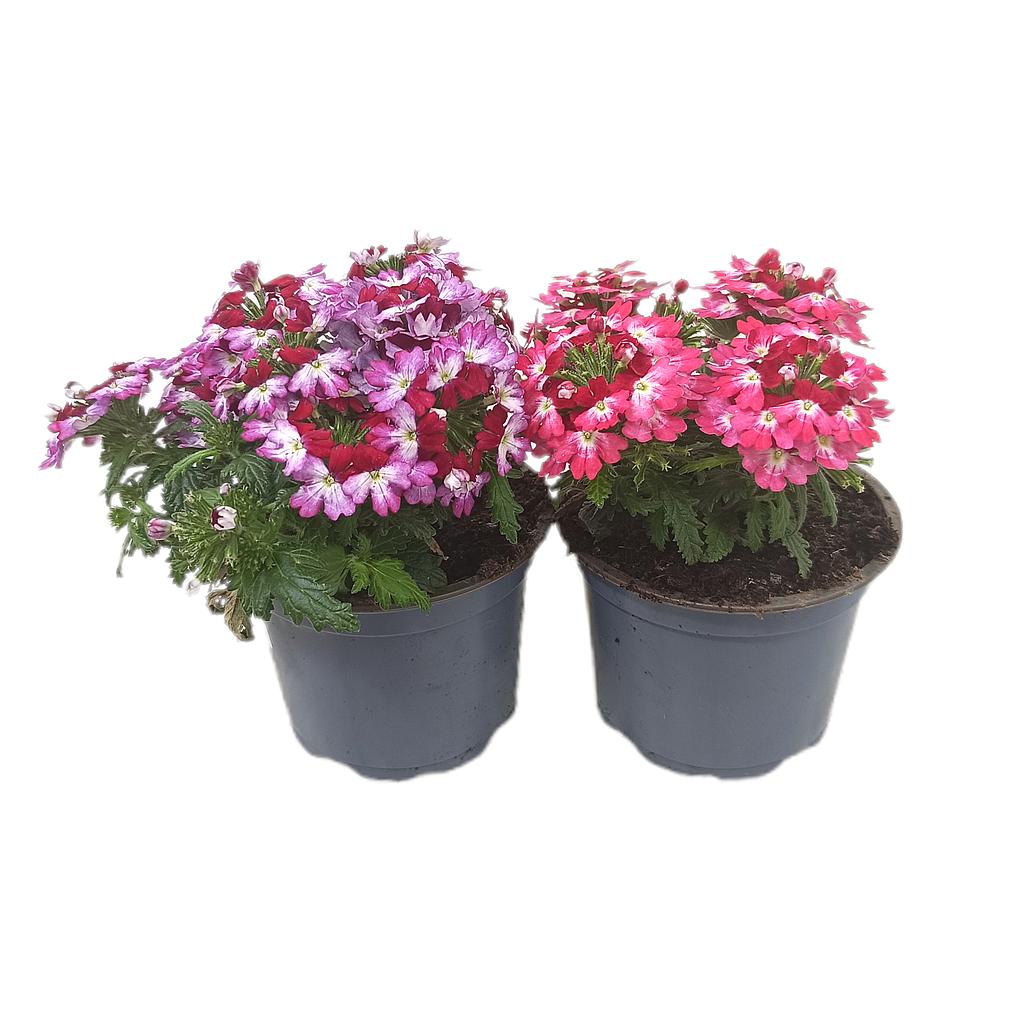 Verbena Magelana Magic Rose M11_0