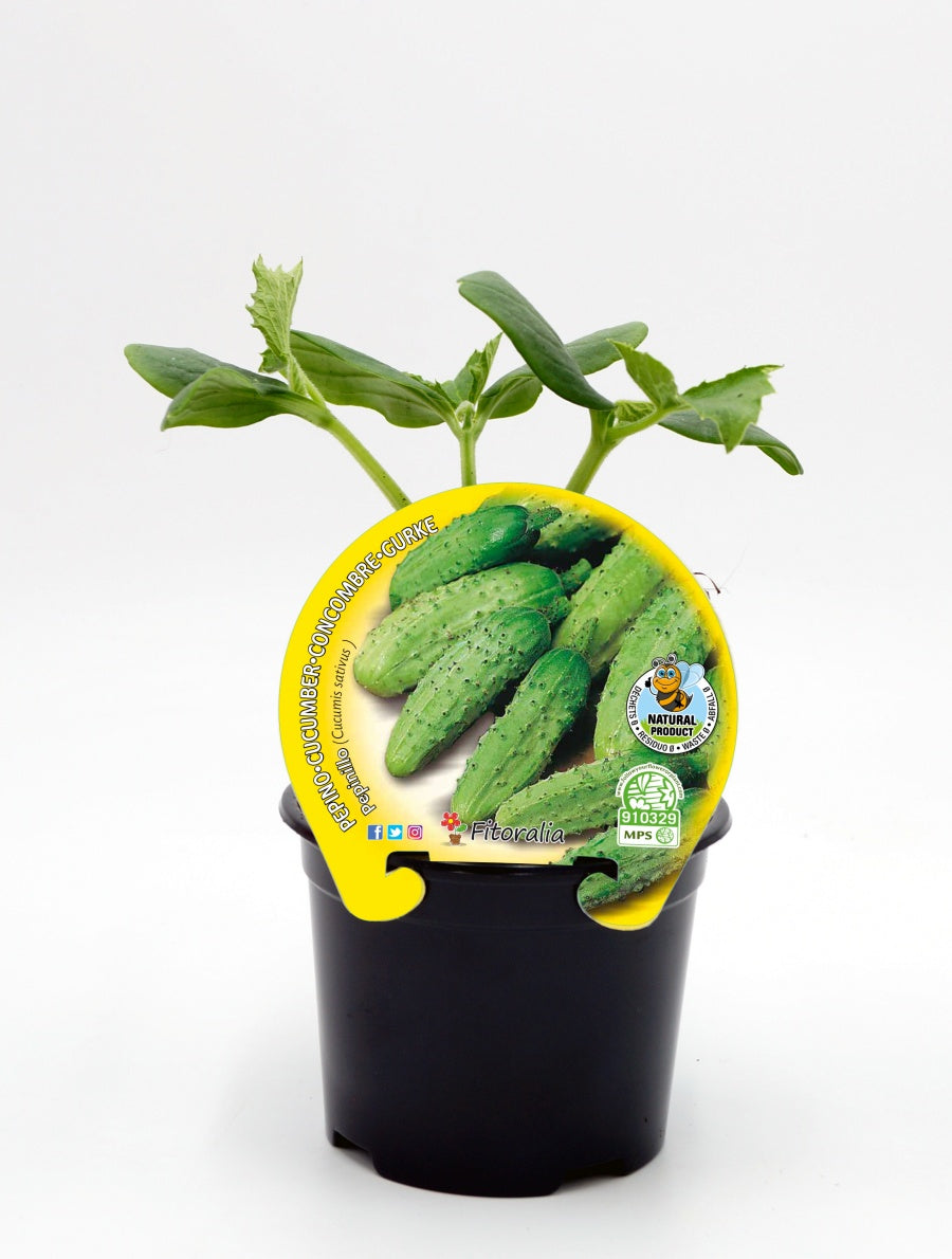 Plantón Pepinillo Cornichón En Maceta 10,5 Cm. Natural - Fitoralia_0