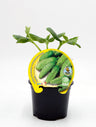 Plantón Pepinillo Cornichón En Maceta 10,5 Cm. Natural - Fitoralia