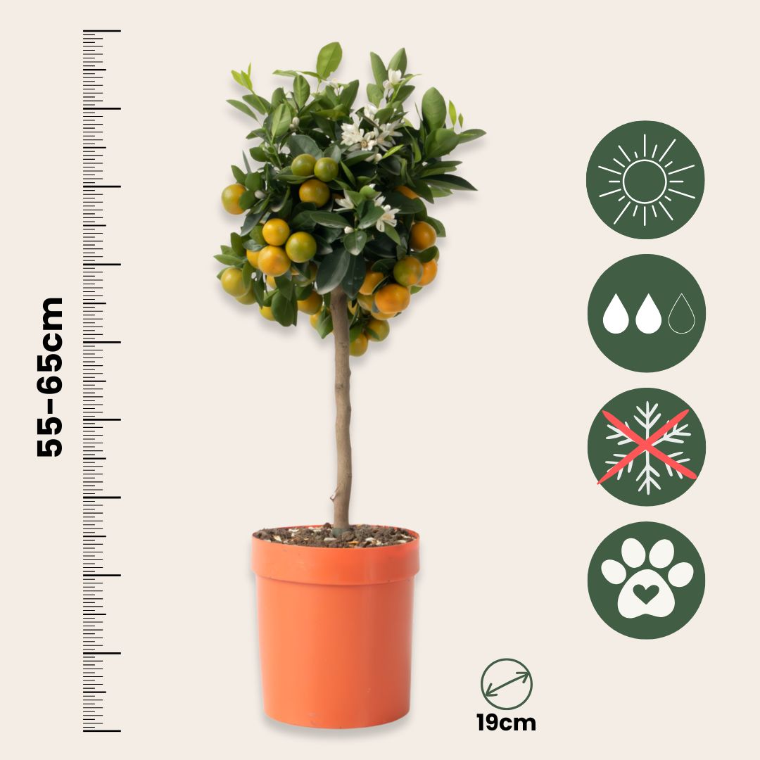 Citrofortunella Microcarpa - Citrus Mitis 'calamondin' - Altura 55-65cm - ⌀19cm