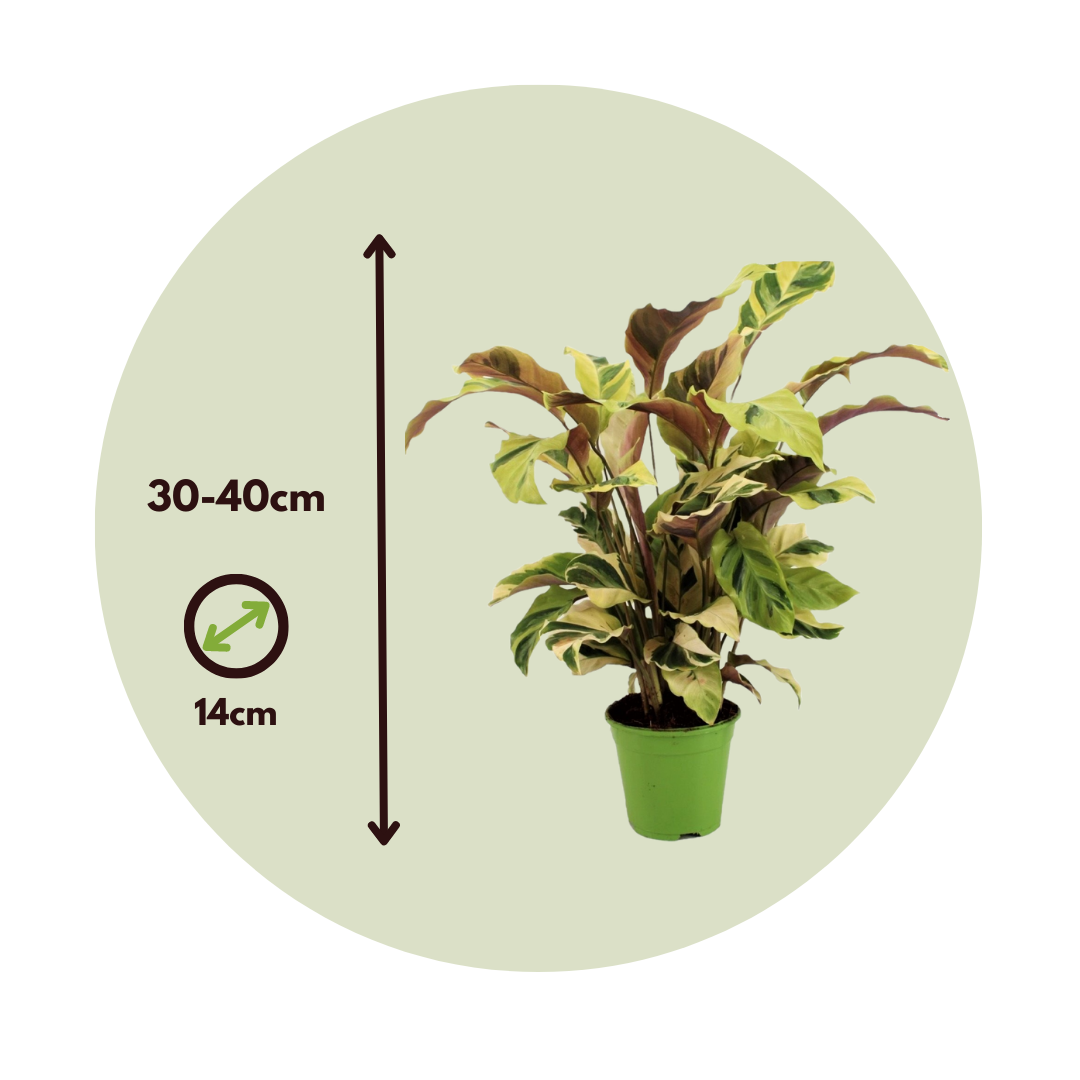 Planta De Pavo Real - Calathea 'yellow Fusion' - Altura 30-40cm - ⌀14cm_2