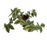 Tradescantia Planta De Amor De Hombre