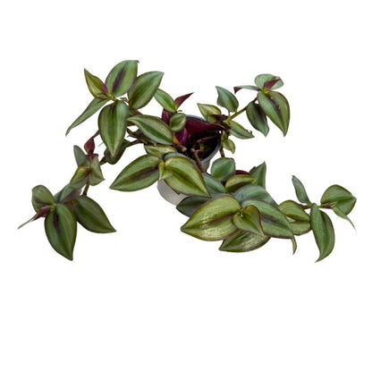 Tradescantia Planta De Amor De Hombre Maceta 15cm Colgar_0