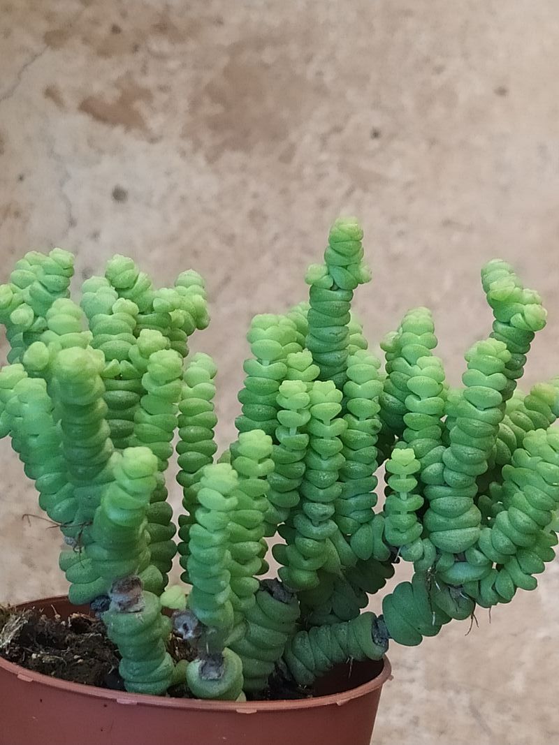 Planta Suculenta Crassula Marneriana Minor  Ø8 Cm_0