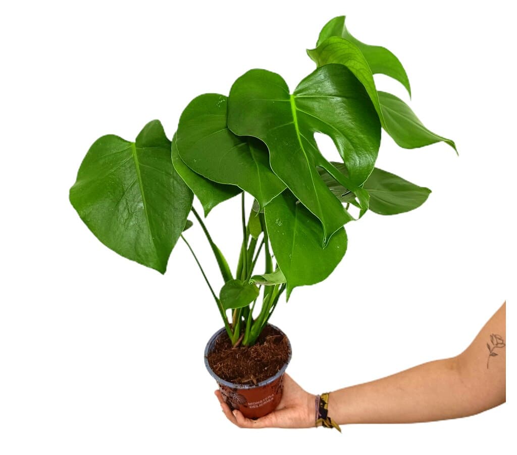Monstera Deliciosa M14 45cm (costilla De Adán)_0