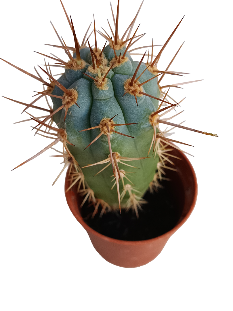 Browningia Hertlingiana Cactus Azul Planta Ø5_0