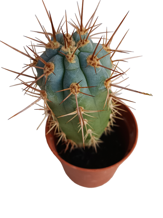 Browningia Hertlingiana Cactus Azul Planta Ø5_0