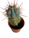 Browningia Hertlingiana Cactus Azul Planta Ø5
