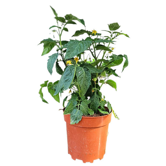 Tomate M17_0