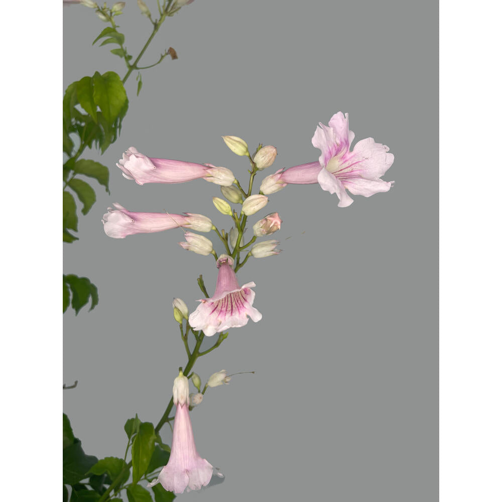 Bignonia Ricasoliana M20 150cm_1