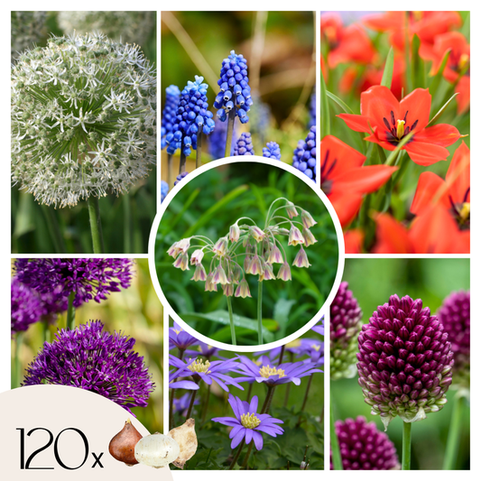 Bulbos De Allium - 120 Pzs - Bulbos De Flores_0