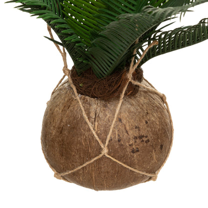 Olla De Coco De Palma Cuba H 50