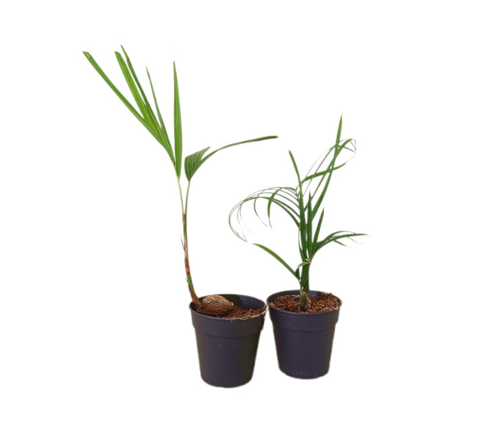 Pack De 2 Unidades De Neodypsis Decaryi Y Wodyetia Bifurcata M11_1