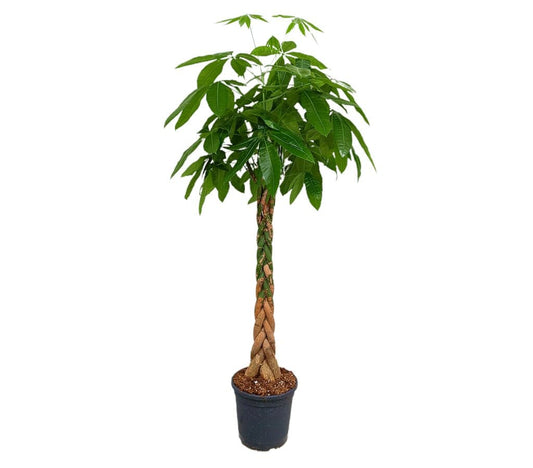 Pachira Acuática M30 150-160cm_0