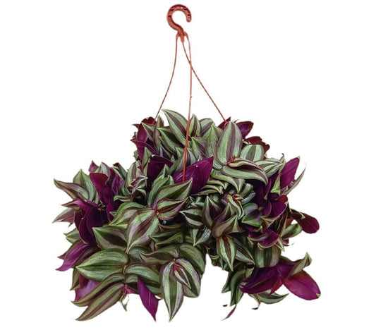 Tradescantia M18_0