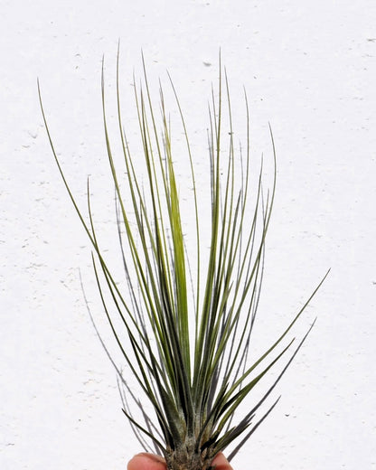 Tillandsia juncifolia; tillandsia de hojas de junco, planta del aire; Curiosarium; altura 20-25 cm, diámetro 10-15 cm_5